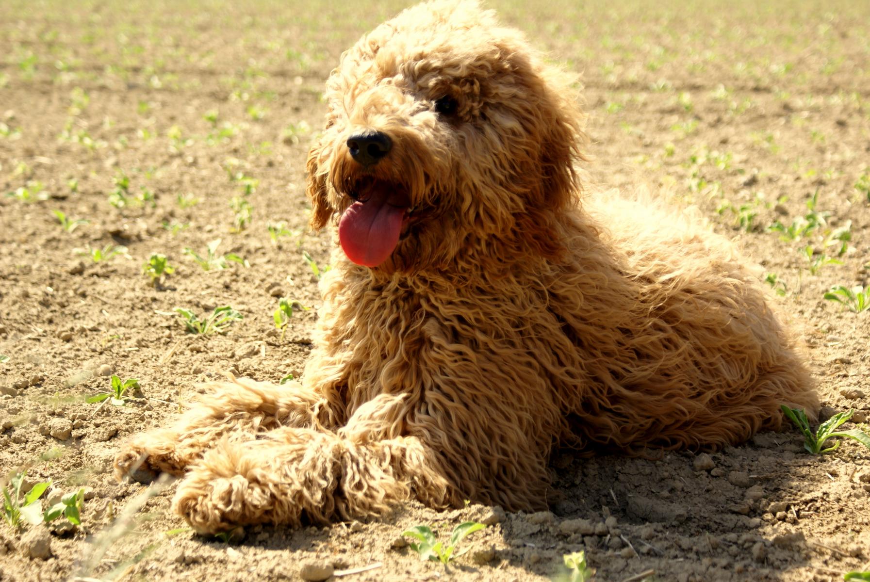 australian labradoodle